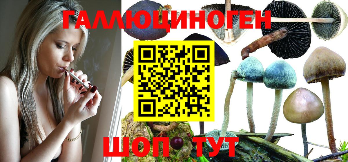 Галлюциногенные грибы Psilocybine cubensis Михайловка