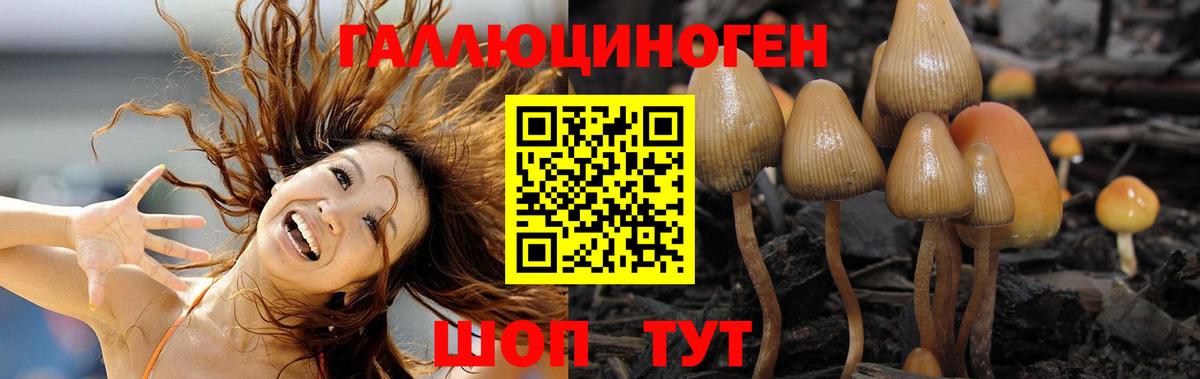 Михайловка  Псилоцибиновые грибы Psilocybine cubensis  Вход с VPN 